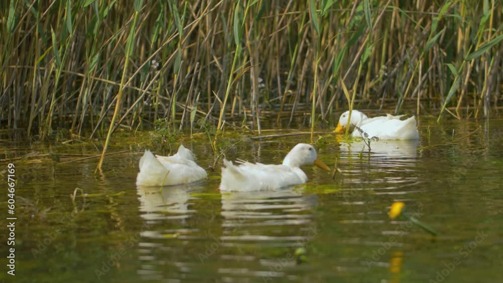 White ducks splashing and eating in a river surrounded by reeds, in Bosnia White ducks splashing and eating in a river surrounded by reeds, in Bosnia