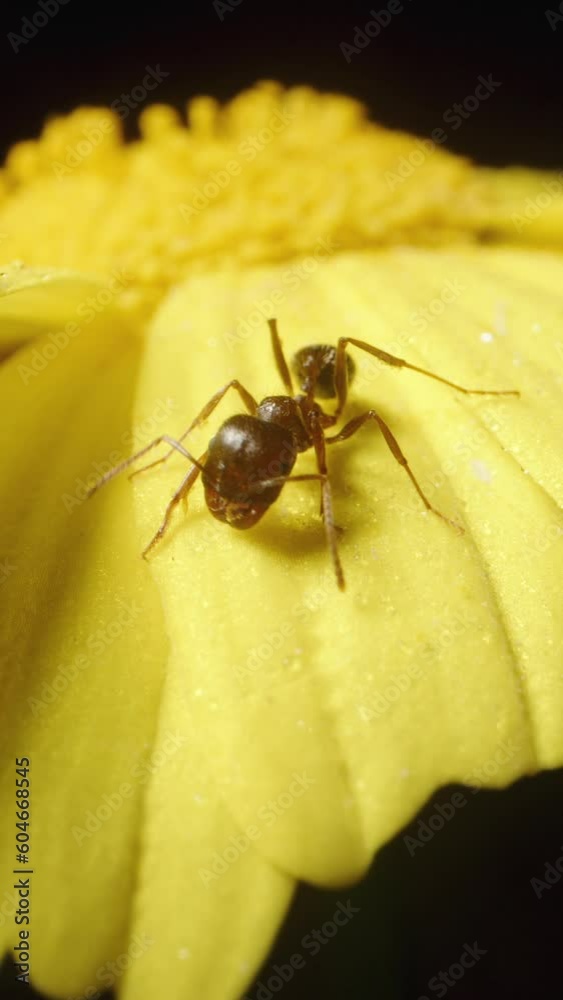 An ant sits on yellow Anacyclus flower petals in macro, waving its antennae. Against a black background. Vertical video. An ant sits on yellow Anacyclus flower petals in macro, waving its antennae. Against a black background. Vertical video.