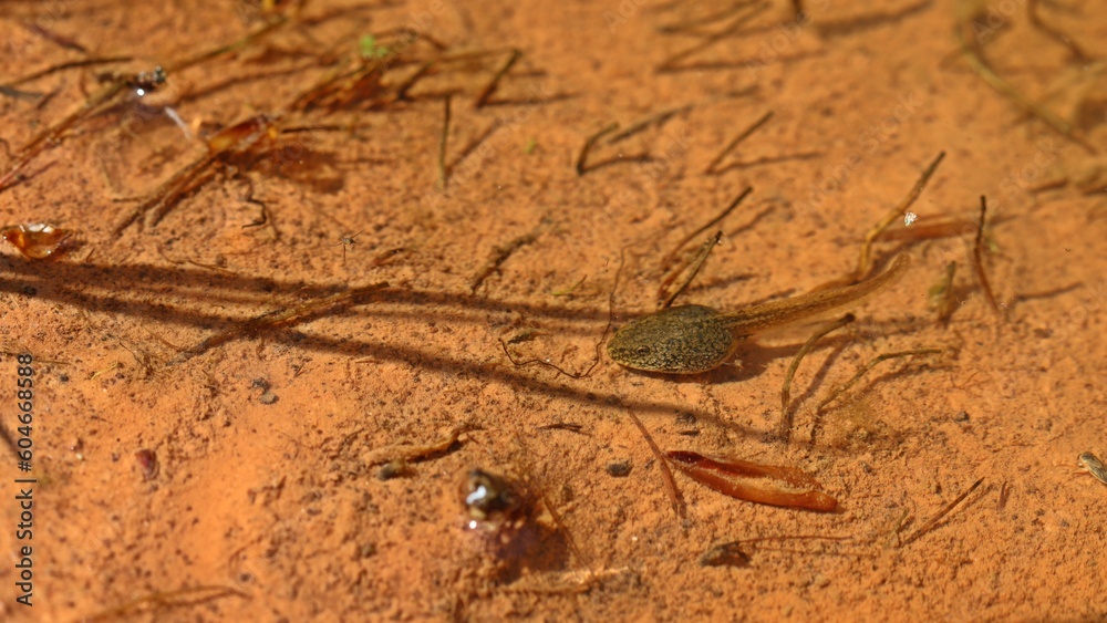 Kaulquappe des Grasfrosches (Rana temporaria). Kaulquappe des Grasfrosches (Rana temporaria).