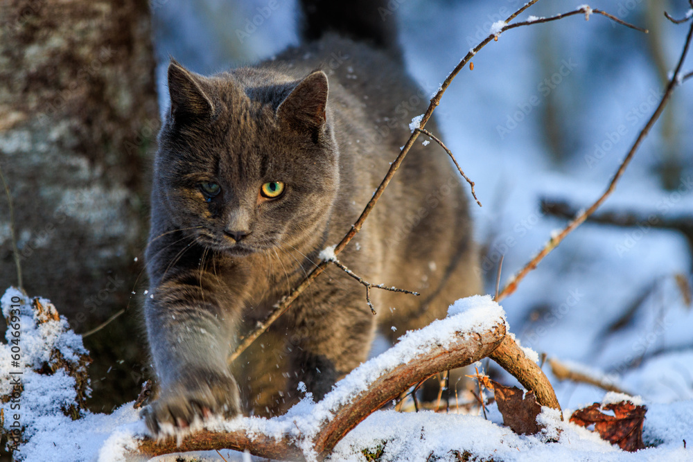 Black cat hunting in the snow Black cat hunting in the snow