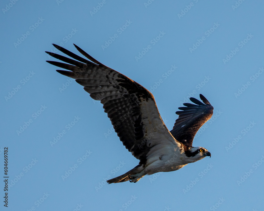 Obraz premium Osprey in flight