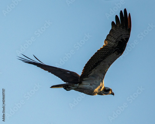 Osprey in flight