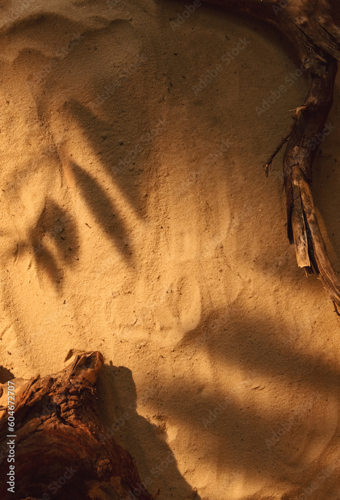 Sand background. Nature composition. Product display. Brown dry tree wood bark foliage shadow on sunny beige dune grain texture with copy space. Sand background. Nature composition. Product display. Brown dry tree wood bark foliage shadow on sunny beige dune grain texture with copy space.
