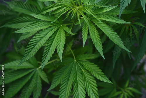 A plant of marijuana on a blurred natural background. Selective focus.