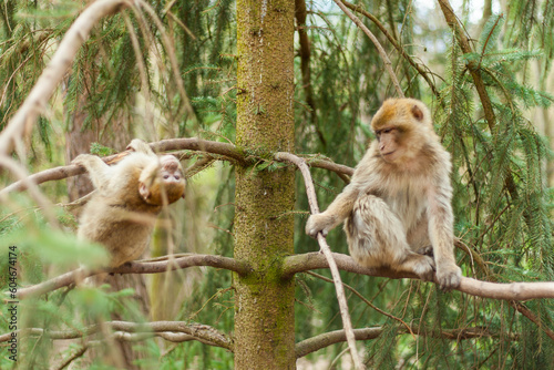 Barbary macaque ape, naturel life in reserve, The Mountain of the Monkeys in Alsace