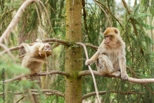 Barbary macaque ape  naturel life in reserve  The Mountain of the Monkeys in Alsace