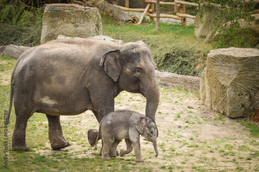 Naklejka premium Indian elephants in the zoo habitat. Baby elephant with its mother