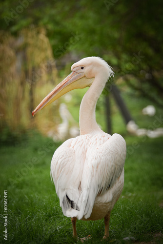 Zoos portrait of pelican. They are amazing animal. And they are looking so good.
