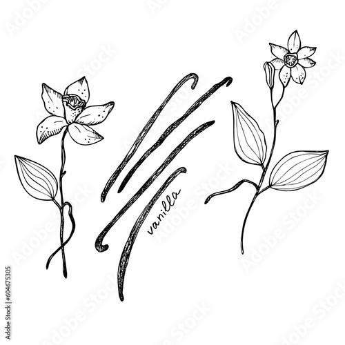 Vanilla. Flower and sticks of vanilla plant. Set with Isolated pods fragrant spice vector image. Hand drawn doodle sketch. Design element art illustration