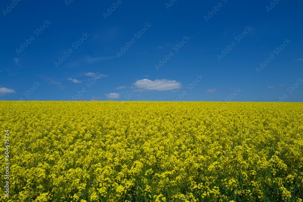 rapeseed field and blue sky with some clouds on a sunny day in spring