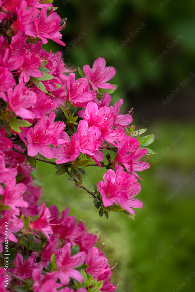 Closeup of flowers of Rhododendron 'Fumiko' in as garden in Spring Closeup of flowers of Rhododendron 'Fumiko' in as garden in Spring