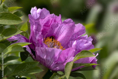 Closeup of flower of Paeonia rockii hybrid in a garden in early summer photo