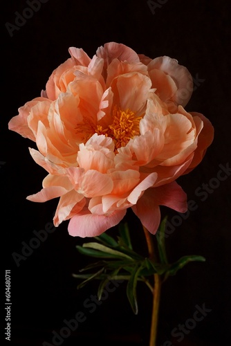 Beautiful background with coral pink peony flower