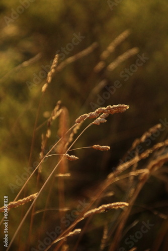 Plant illuminated by evening light