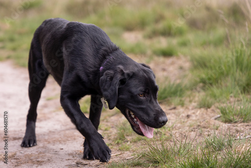 Wallpaper Mural Nice sniffing Torontodigital.ca