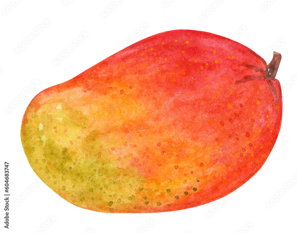 Watercolor mango fruit isolated on white Watercolor mango fruit isolated on white