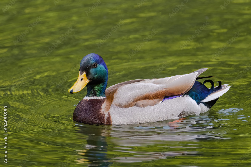 Obraz premium wild duck swimming in lake. water birds in park