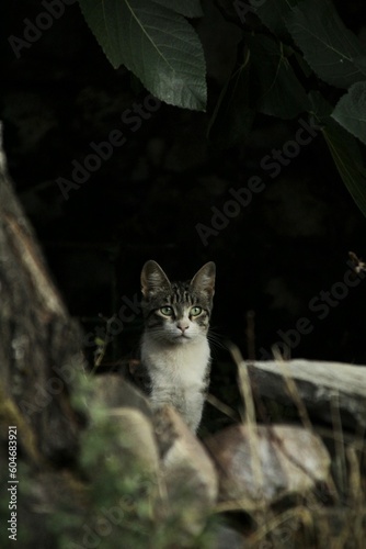 Cat hiding among the trees