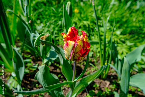 Red tulip flower blooming in a garden. A tulip flower with beautiful red petals. An early spring.