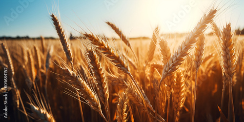 Wheat field. Ears of golden wheat close-up. Rich harvest concept. Generative AI