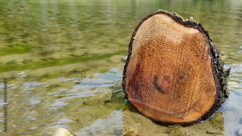 A tree stump in the campsite creek. A tree stump in the campsite creek.
