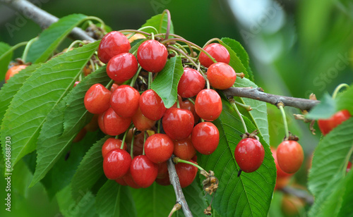 On a tree branch, ripe berries sweet cherry (Prunus avium) photo