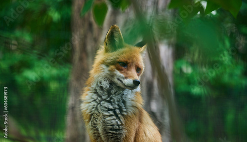 Portrait of a wild red fox in green foliage