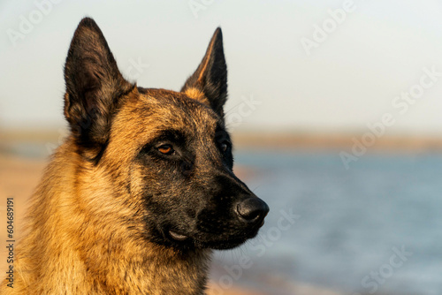 belgian shepherd malinois