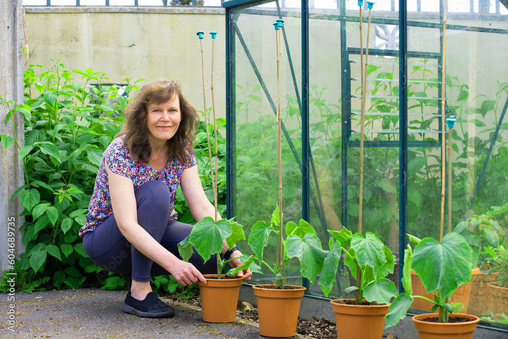 Organising a line of cucumber plants. Organising a line of cucumber plants.