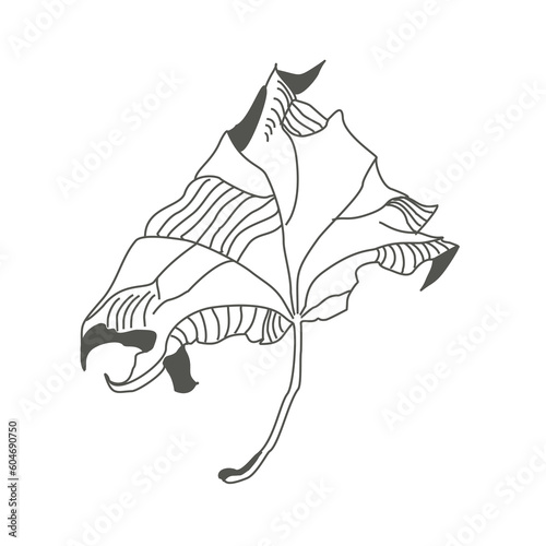 Linear sketch of a leaf. Flying autumn sycamore leaf. Delicate twisted sheet. Botanical drawing. Ecostyle of nature.