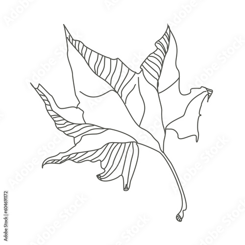 Linear sketch of a leaf. Flying autumn sycamore leaf. Delicate twisted sheet. Botanical drawing. Ecostyle of nature.