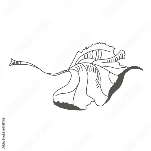 Linear sketch of a leaf. Flying autumn poplar leaf