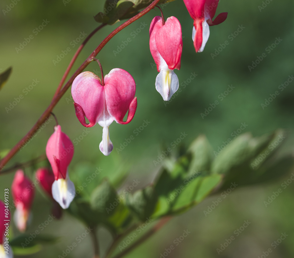 Beautiful close-up of a dicentra spectabilis flower Beautiful close-up of a dicentra spectabilis flower