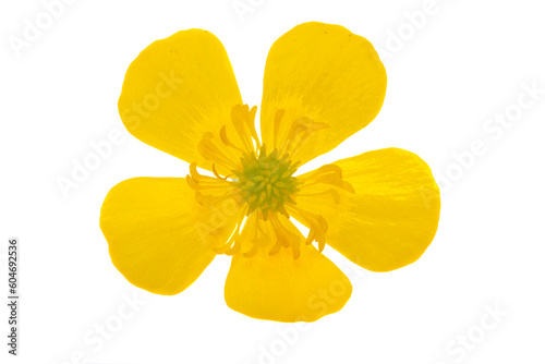 Obraz na plátně cinquefoil flower isolated