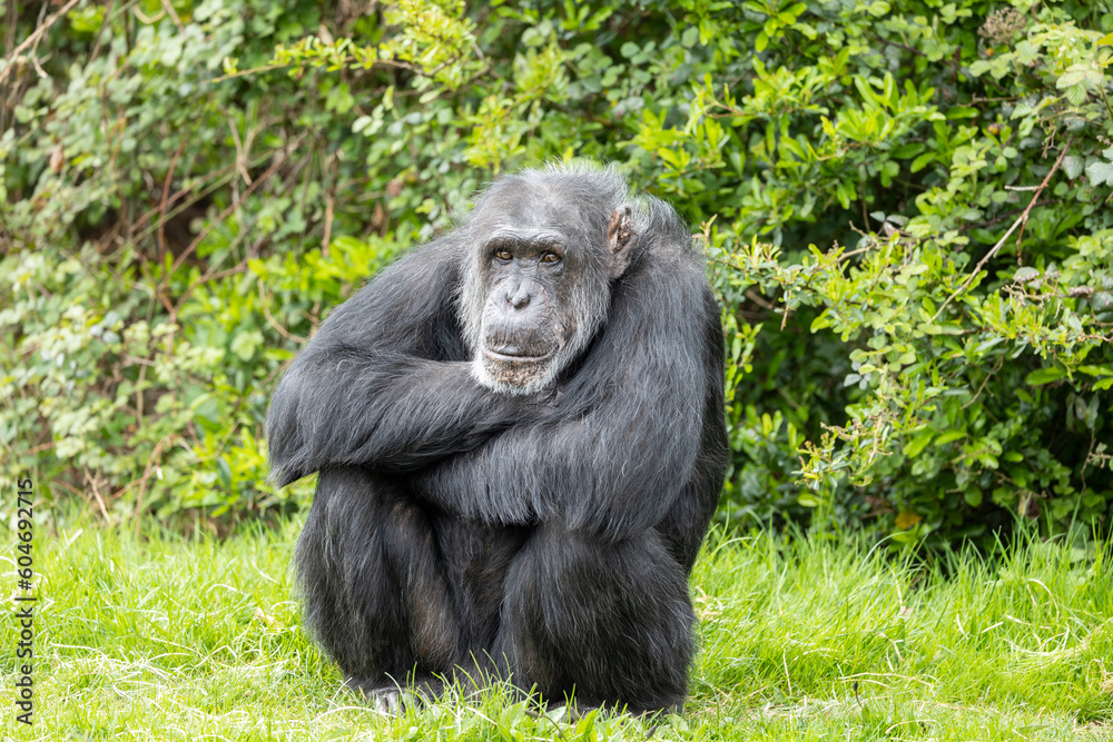 While waiting to be fed, this captive chimpanzee would sit and wait patiently until food arrived. While waiting to be fed, this captive chimpanzee would sit and wait patiently until food arrived.