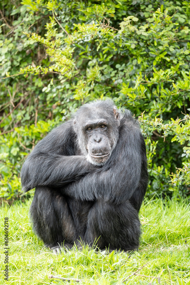 While waiting to be fed, this captive chimpanzee would sit and wait patiently until food arrived.