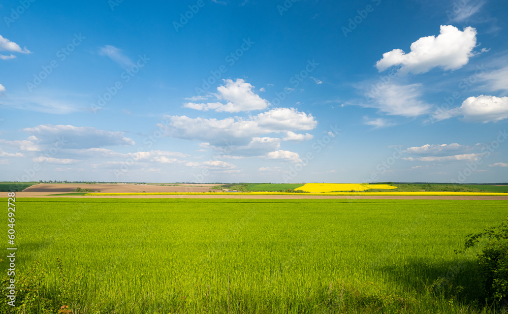 Obraz premium green wheat field in spring on a sunny day
