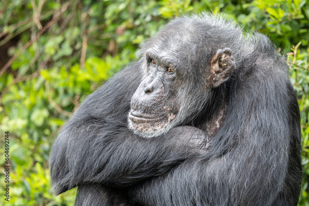 While waiting to be fed, this captive chimpanzee would sit and wait patiently until food arrived. While waiting to be fed, this captive chimpanzee would sit and wait patiently until food arrived.