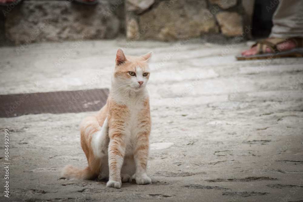 cat is sitting in the city in croatia. Tourists can pet it. A stray cat. cat is sitting in the city in croatia. Tourists can pet it. A stray cat.