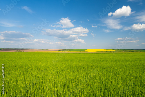 green wheat field in spring on a sunny day
