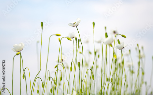 white poppy on a meadow in spring