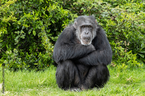 While waiting to be fed, this captive chimpanzee would sit and wait patiently until food arrived. © © Raymond Orton