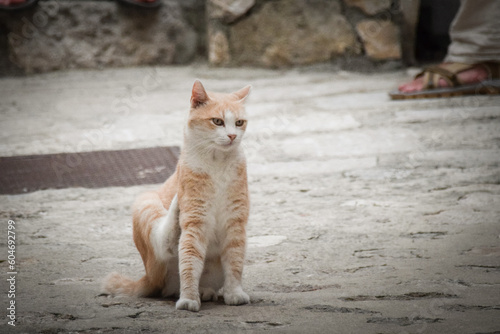 cat is sitting in the city in croatia. Tourists can pet it. A stray cat. © doda