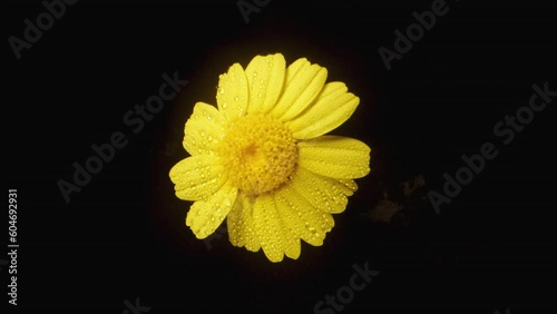 Wallpaper Mural A top-down view of a spinning yellow Anacyclus flower surrounded by droplets of water, captured in close-up on a black background. Torontodigital.ca
