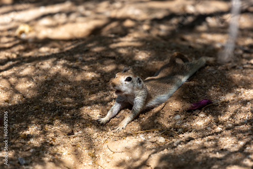 Female round-tailed ground squirrel, Xerospermophilus tereticaudus, performing a heat sink to lower body temperature by lying prone in a small depression dug into the ground. Pima County, Tucson, AZ. 