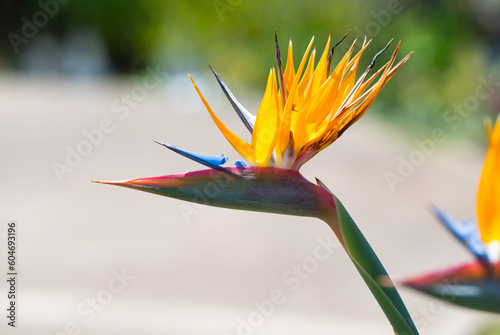 flower Strelitzia bird of paradise close-up photo