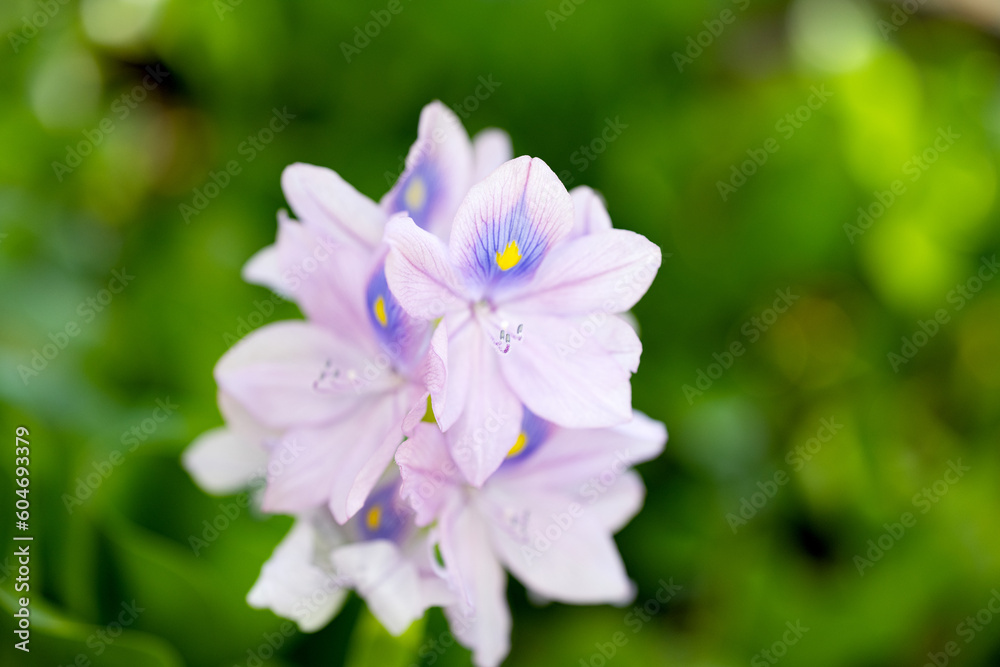flower Brazilian Water Hyacinth close-up