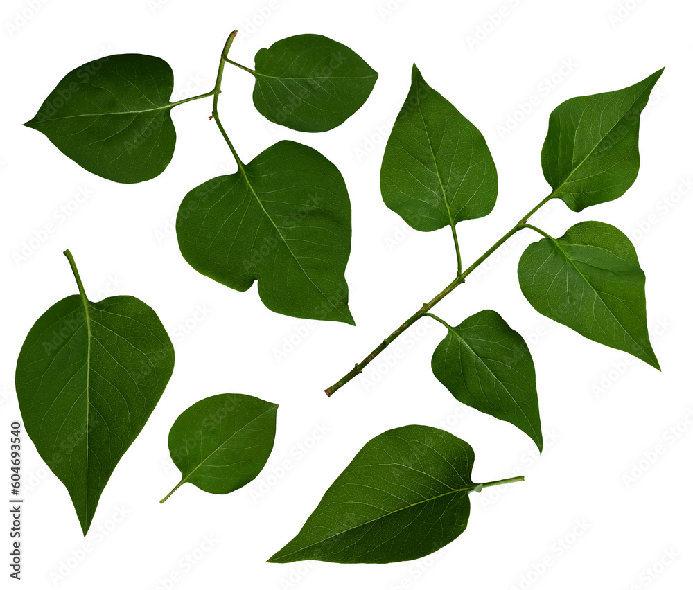 Botanical collection. Green twigs of lilac with leaves on a white background. Elements for creating designs, postcards, patterns, floral arrangements, frames, wedding cards and invitations.