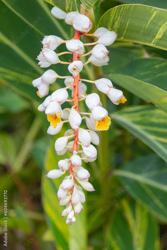 Fototapeta premium Alpinia tserumbet growing on the island of Madeira