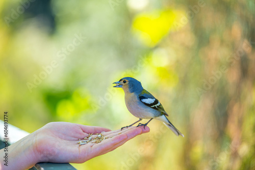 chaffinch eats food from hand in Madeira photo